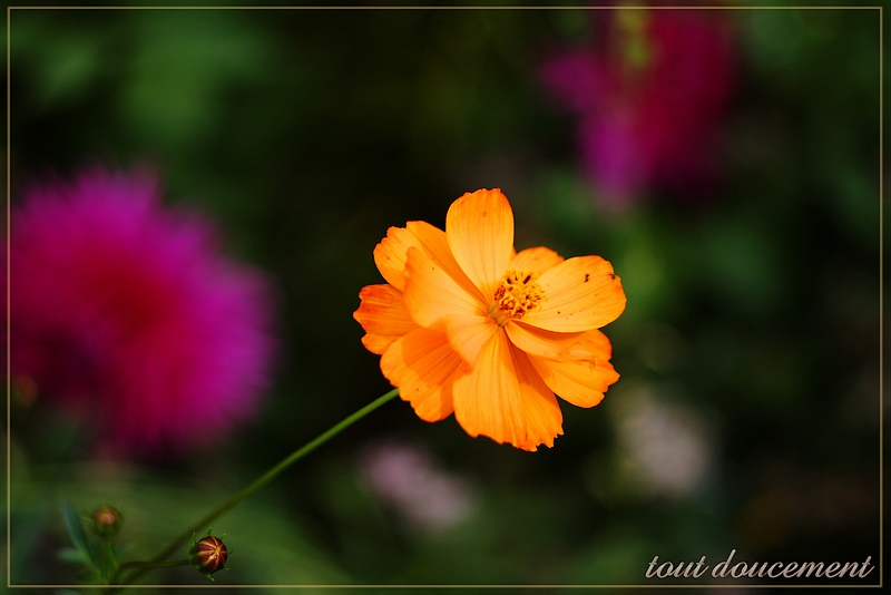 http://img110.xooimage.com/files/e/e/5/imgp9730_td_v-4dfc3ad.jpg