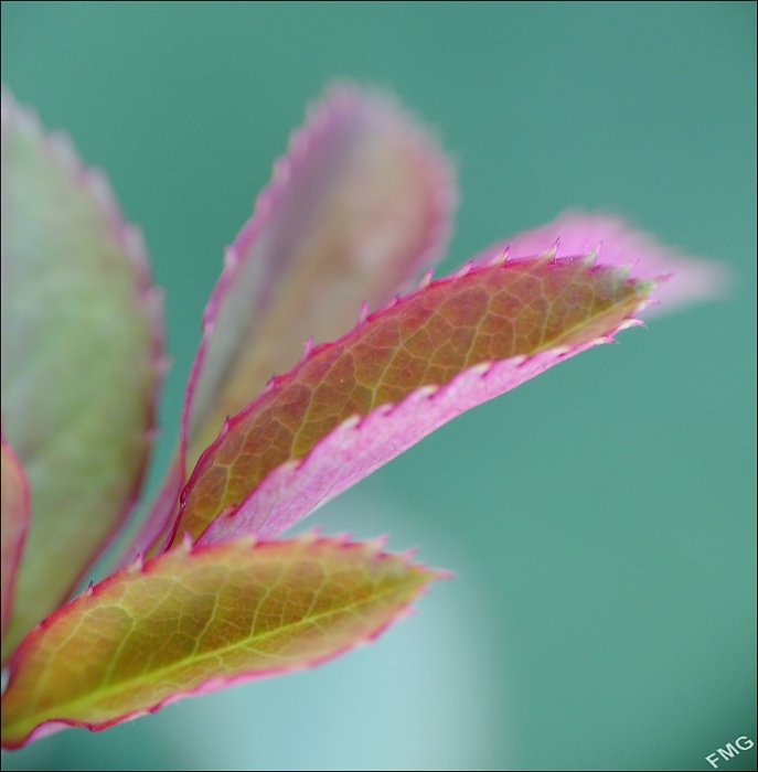 http://img110.xooimage.com/files/f/1/8/mxfg4598_cp_v-4e7d8b6.jpg