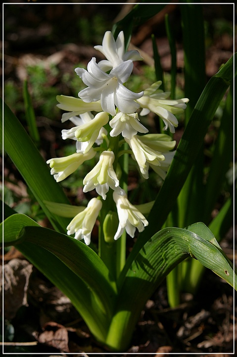 http://img110.xooimage.com/files/f/1/d/imgp1776_gp_v-4e932a6.jpg