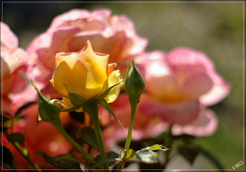 http://img110.xooimage.com/files/f/2/0/imgp1026_d_v-4da2301.jpg