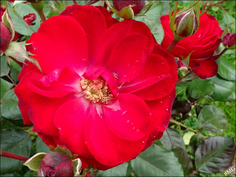 http://img110.xooimage.com/files/f/3/a/mxfg3715_v-4d29ec4.jpg
