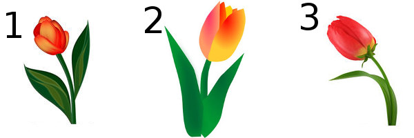 choix-tulipe-5222876.jpg