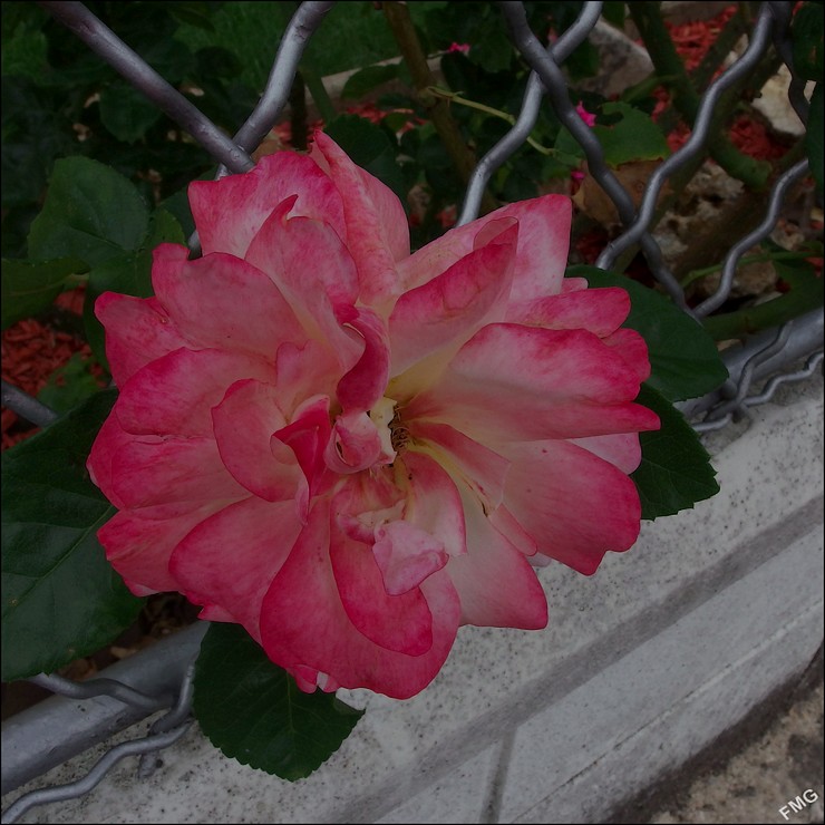http://img110.xooimage.com/files/f/9/8/mxfg2762_c_v-4c16443.jpg