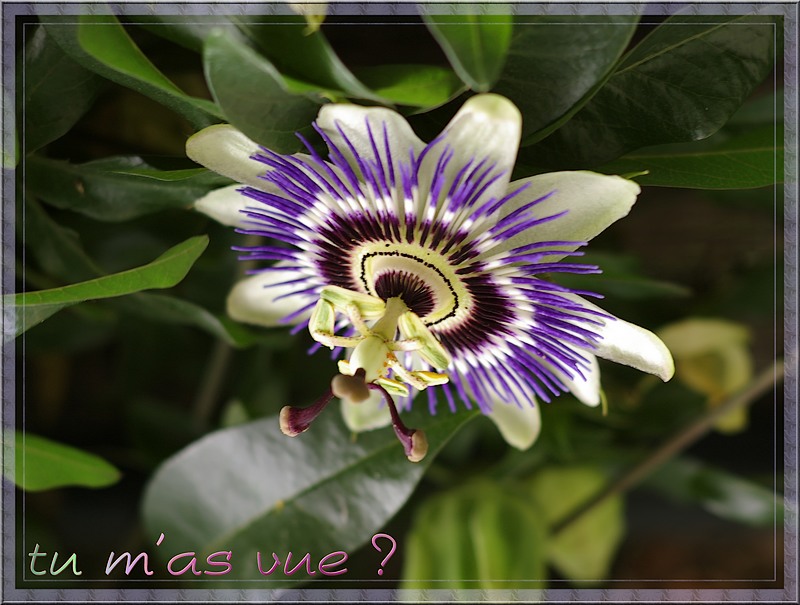 http://img110.xooimage.com/files/f/b/1/imgp6361_tmv_v-4dfc38c.jpg