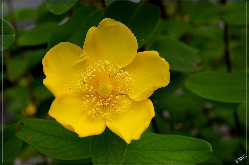 http://img110.xooimage.com/files/f/d/9/imgp9247_v-4d8e73a.jpg