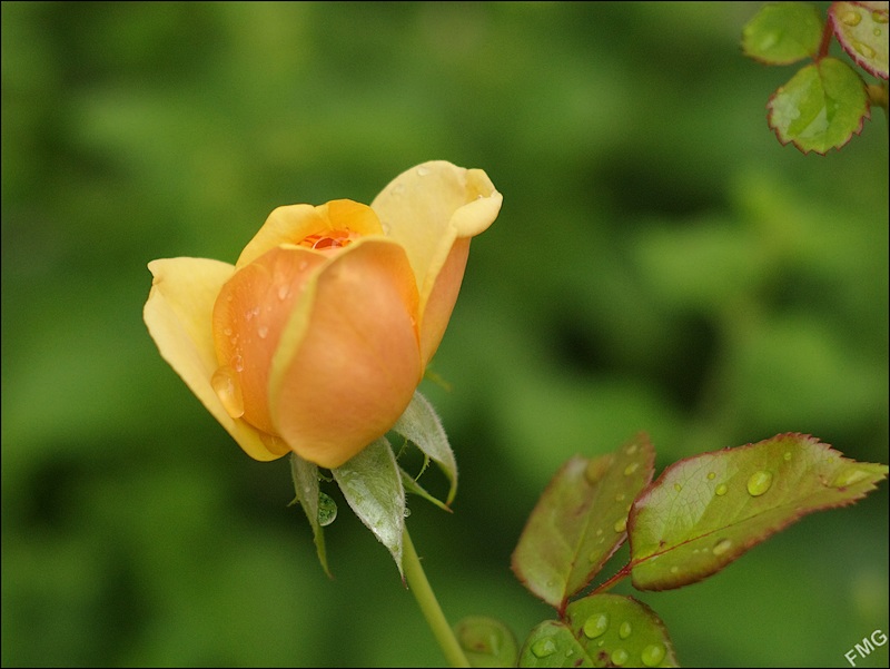http://img110.xooimage.com/files/f/d/f/k5__1337_c_v-4c276ef.jpg