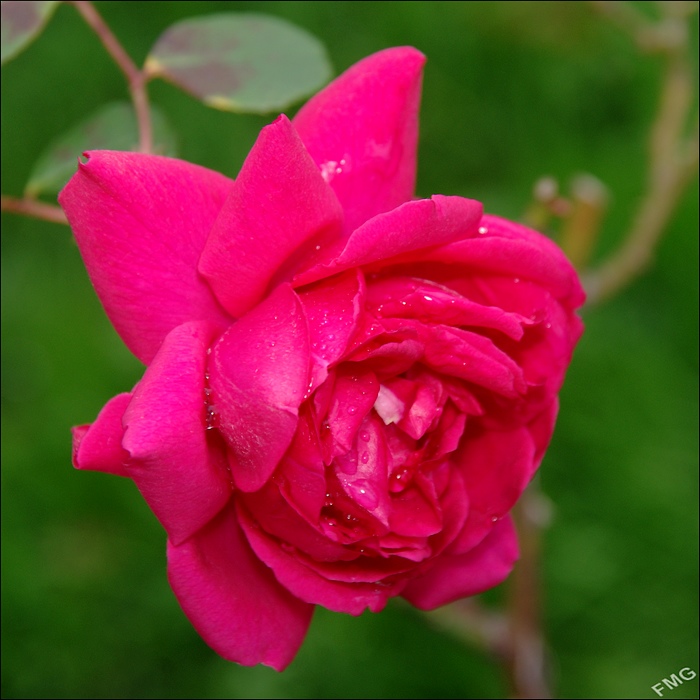 http://img110.xooimage.com/files/f/e/d/imgp9539_ck_v-4d787dd.jpg