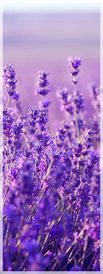 lavender2-549131f.png
